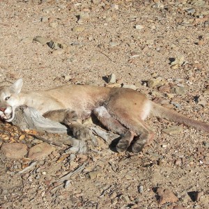 Mountain Lion hunt