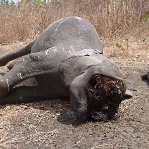 Elephant poaching in Tanzania