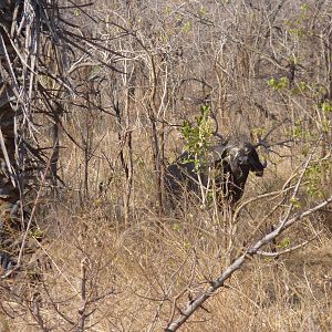 Cape Buffalo hunting in Tanzania