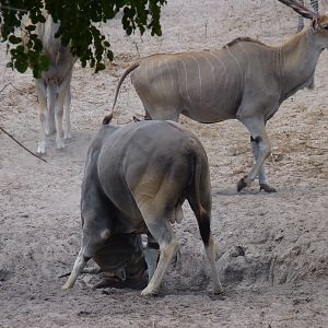 East African Eland in Tanzania