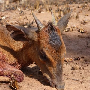 Hunting Harvey Duiker in Tanzania