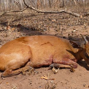 Hunting Harvey Duiker in Tanzania