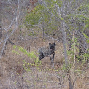 Hunting Hyena in Tanzania