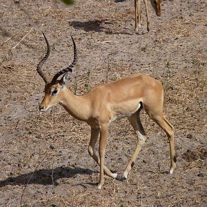 Hunting Impala Tanzania