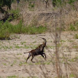 Hunting Sable in Tanzania