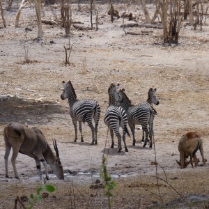 Hunting in Tanzania