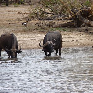 Cape Buffalo in Tanzania