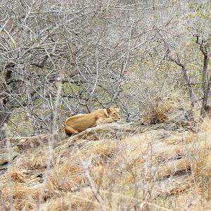 Lioness on spy point... Tanzania