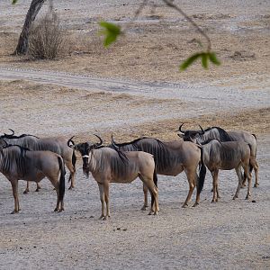 Nyasaland Gnu in Tanzania