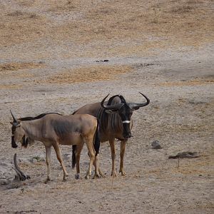 Nyasaland Gnu in Tanzania