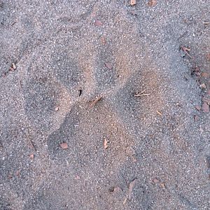 Lion Track