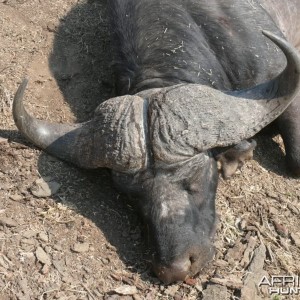 41" Buffalo hunted in MKuze Falls PGR, Kwazulu Natal, RSA