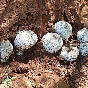 Omajowa termite hill mushrooms Namibia