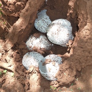 Omajowa termite hill mushrooms Namibia