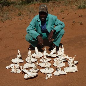 Omajowa termite hill mushrooms Namibia