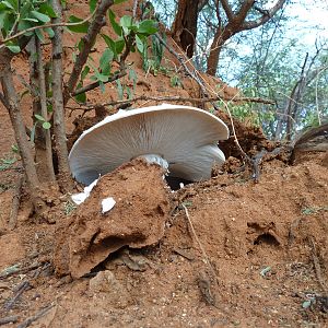 Omajowa termite hill mushrooms Namibia