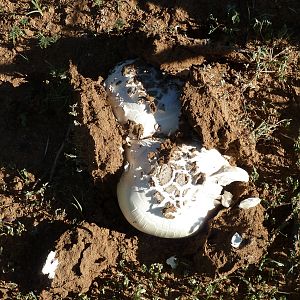 Omajowa termite hill mushrooms Namibia