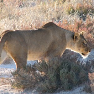 Lioness Etosha Namibia