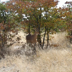 Black-faced Impala Etosha Namibia