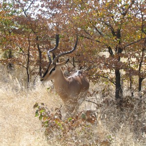 Black-faced Impala Etosha Namibia