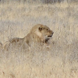 Lion Etosha Namibia