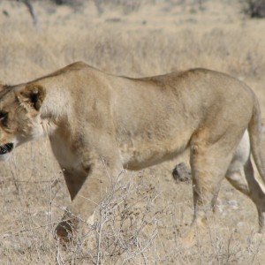 Lioness Etosha Namibia