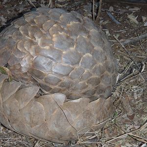 Giant Pangolin Namibia