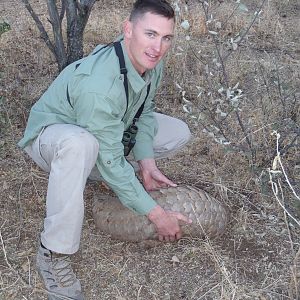 Giant Pangolin Namibia