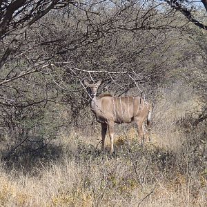 Kudu Female Namibia