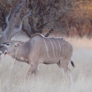 Greater Kudu Rut in Namibia