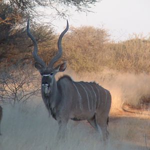 Greater Kudu Rut in Namibia