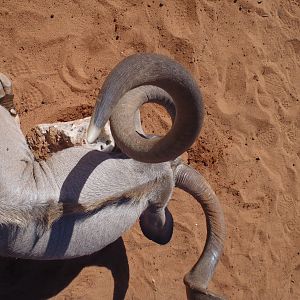 Greater Kudu Horn Top view