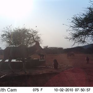 Trail Cam Namibia