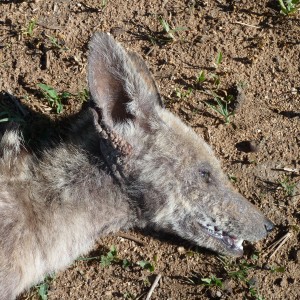 Mange Black-Backed Jackal Namibia