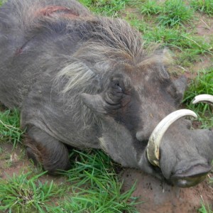 Hunting Warthog Uganda