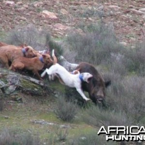 Agarre hunting wild boar