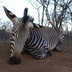 Hunting Hartmann's Zebra in Namibia