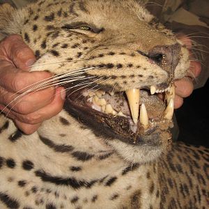 Hunting Leopard in Namibia