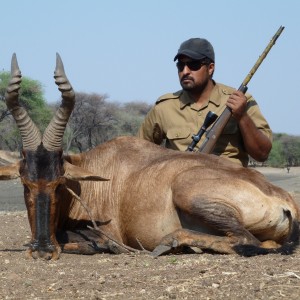 Hunting Red Hartebeest in Namibia