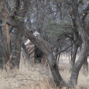 Bow blind used as a Leopard blind