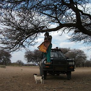 Baiting for Leopard