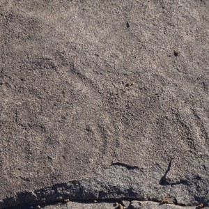 Bushman rock engraving of Giraffe in Namibia