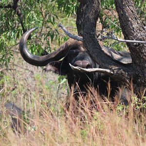 Cape Buffalo South Africa