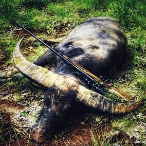 Australia Hunt Asiatic Water Buffalo