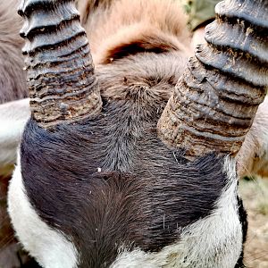 Springbok Hunt South Africa