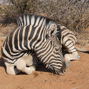 Burchell's Plain Zebra Hunt Namibia