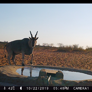 Eland Trail Cam Pictures Namibia