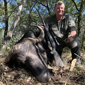 South Africa Hunt Cape Buffalo Cow