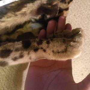 Forest Panther Feet