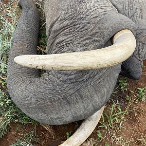 Elephant Hunting South Africa